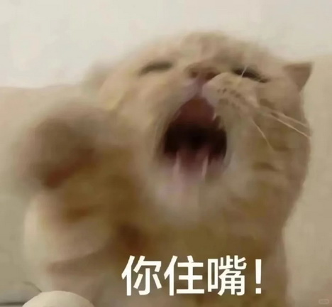 小猫咪表情包