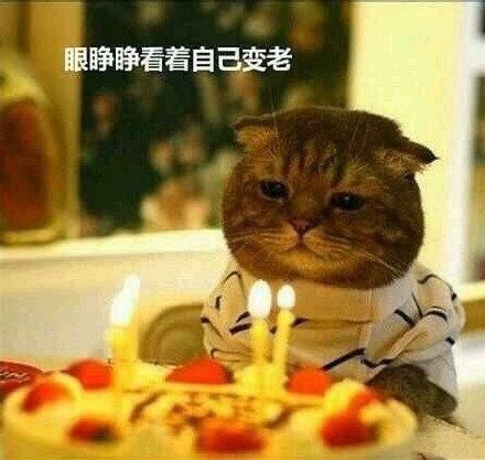 漂亮蛋糕表情包