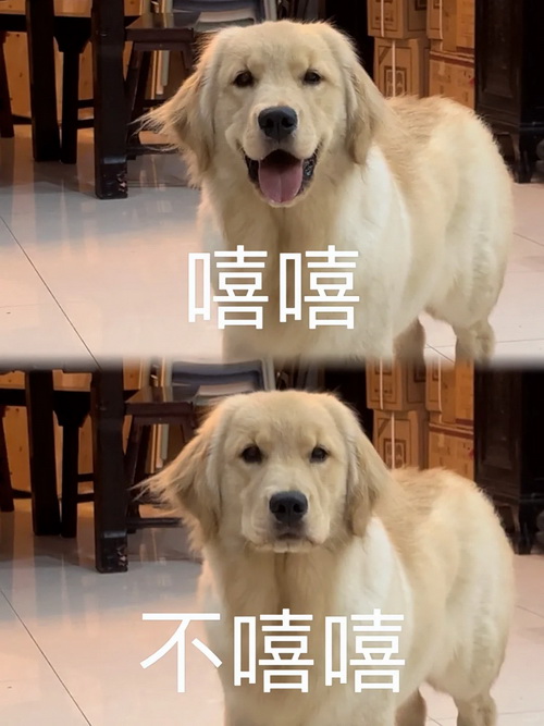 嘻嘻不嘻嘻表情包大全不高兴