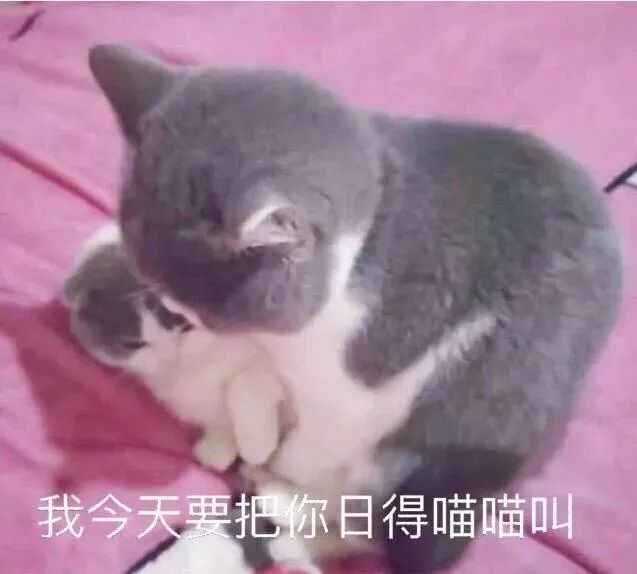 符号动图GIF