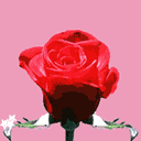 玫瑰花love表情
